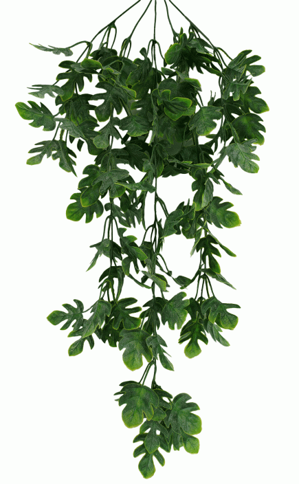 Mini Monstera Hanging Bush