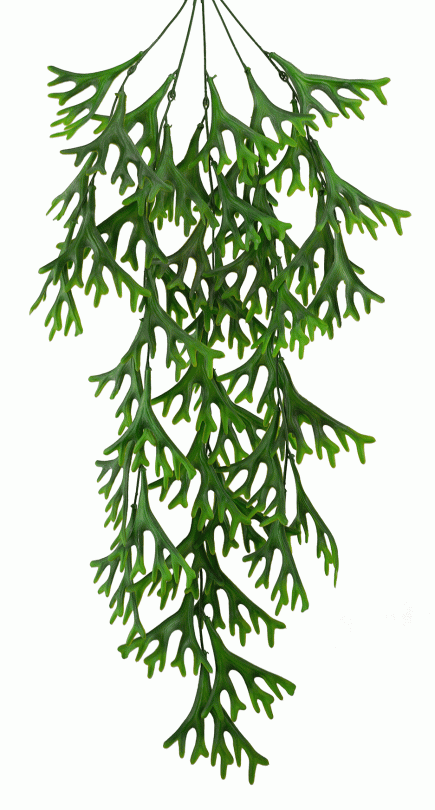 Stag Horn Hanging Bush 75cm