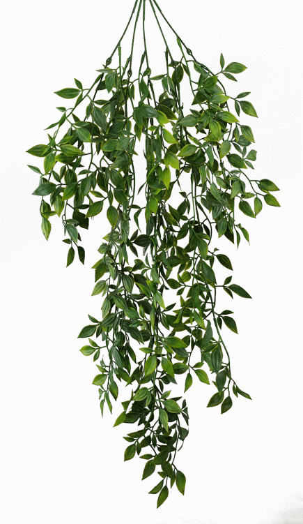 Bergonia Hanging Bush