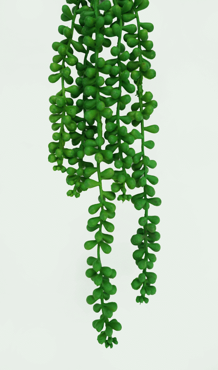 Hanging String of Pearls Bush