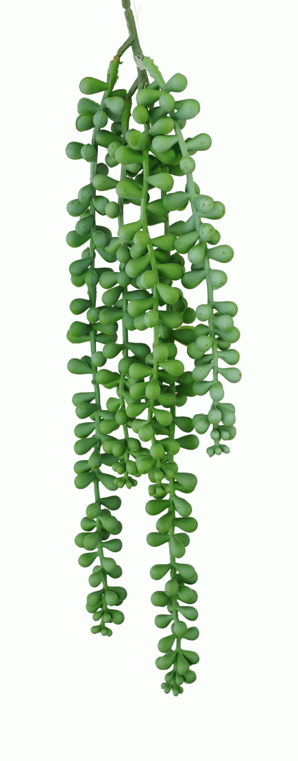 Hanging String of Pearls Bush