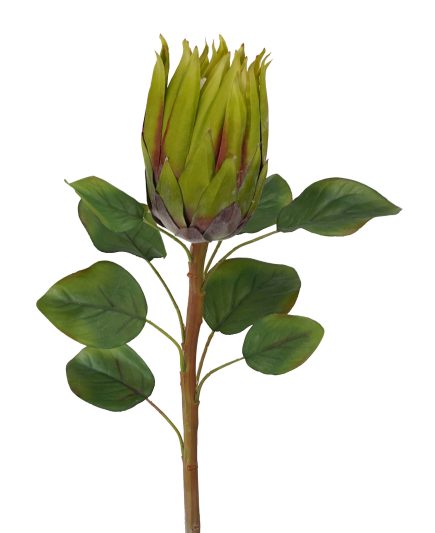 Protea Stem 68CM