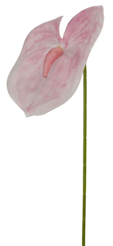 Anthurium Stem 63cm