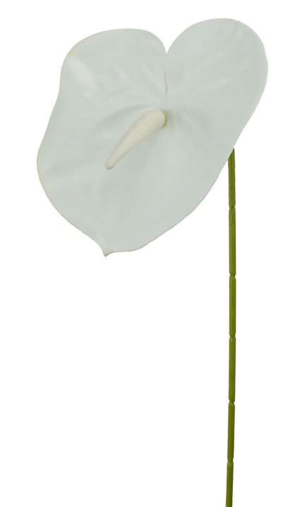 Anthurium Stem 63cm