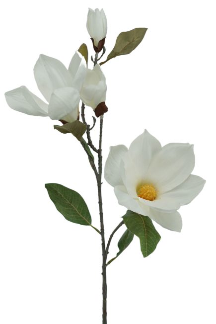 Magnolia 82cm