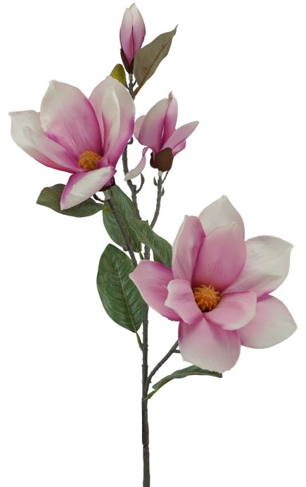 Magnolia 82cm