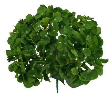 5H Hydrangea Bush 42cm