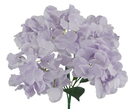 5H Hydrangea Bush 42cm