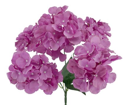 5H Hydrangea Bush 42cm