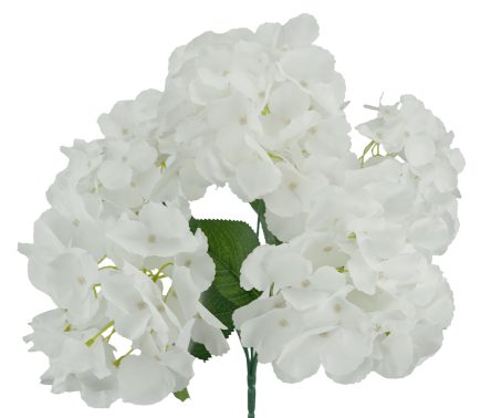 5H Hydrangea Bush 42cm