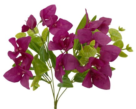 Bougainvillea Bush 34cm