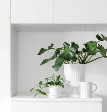 Trees & Potted Plants