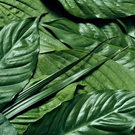 Greeneries & Foliages