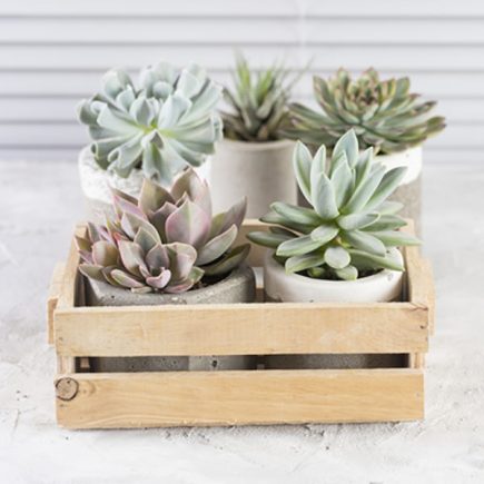 Succulents