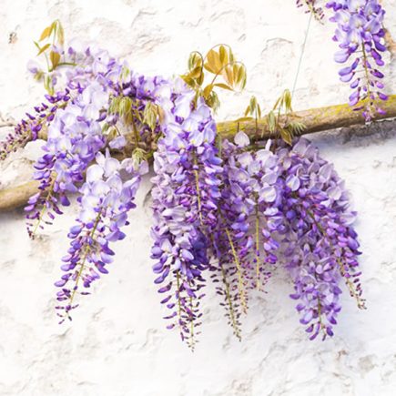 Wisterias